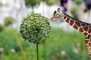 Photograph of a giraffe with a green plant in wildlife portrait